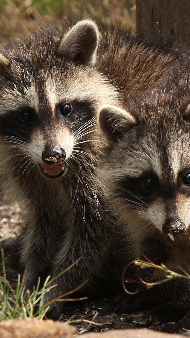 Two Raccoons for 640 x 1136 iPhone 5 resolution