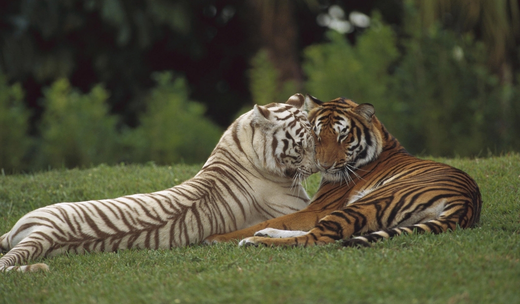 Two Tigers for 1024 x 600 widescreen resolution