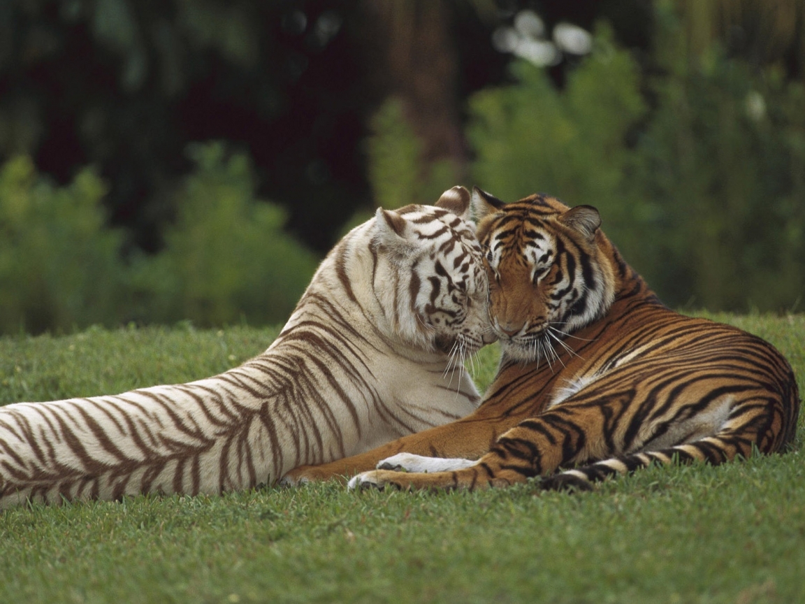 Two Tigers for 1152 x 864 resolution