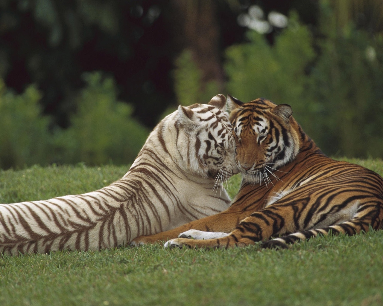 Two Tigers for 1280 x 1024 resolution