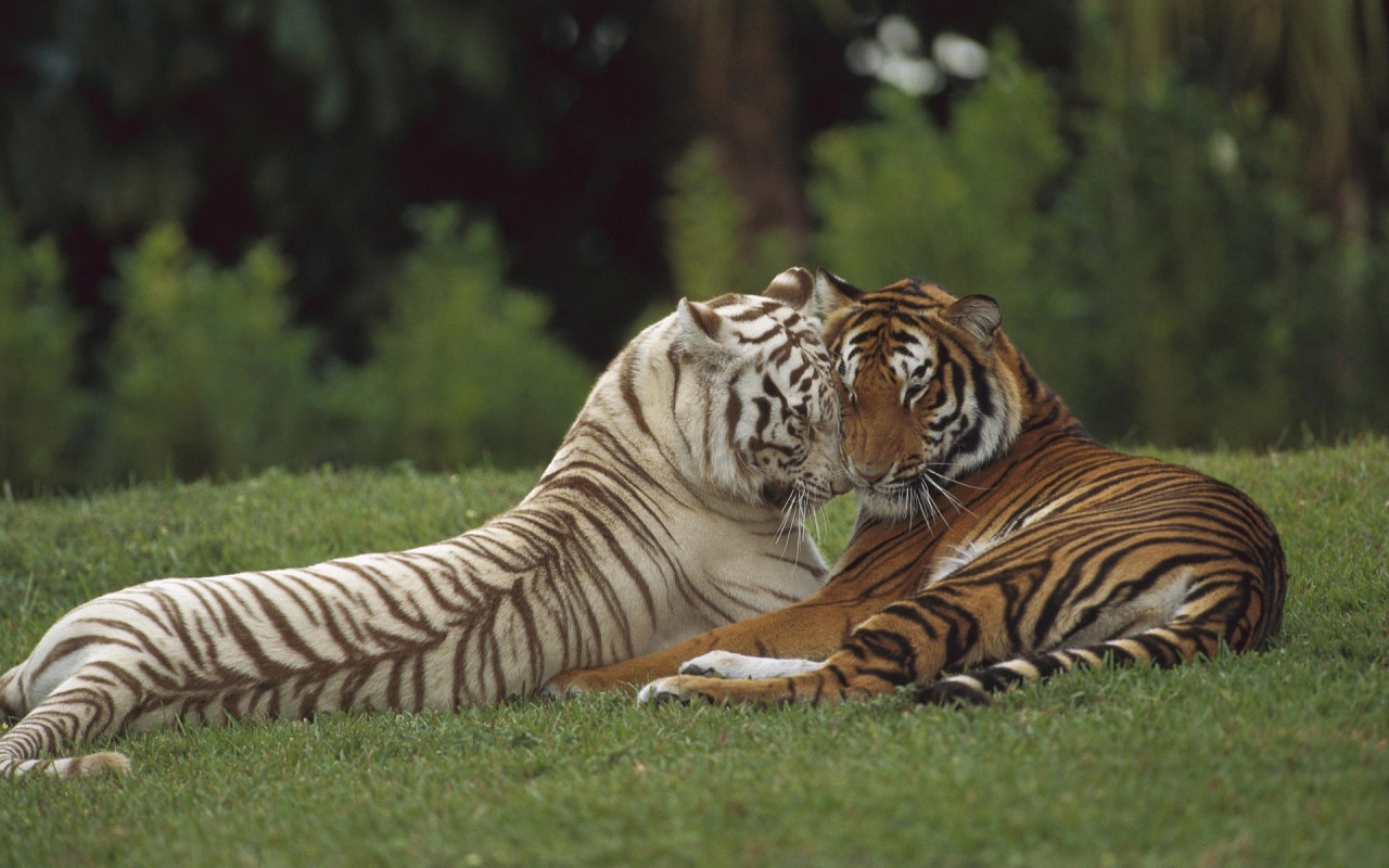 Two Tigers for 1280 x 800 widescreen resolution