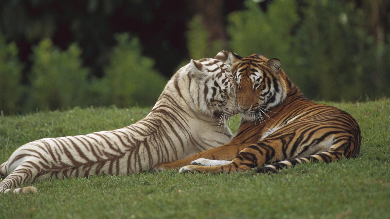 Two Tigers for 1536 x 864 HDTV resolution