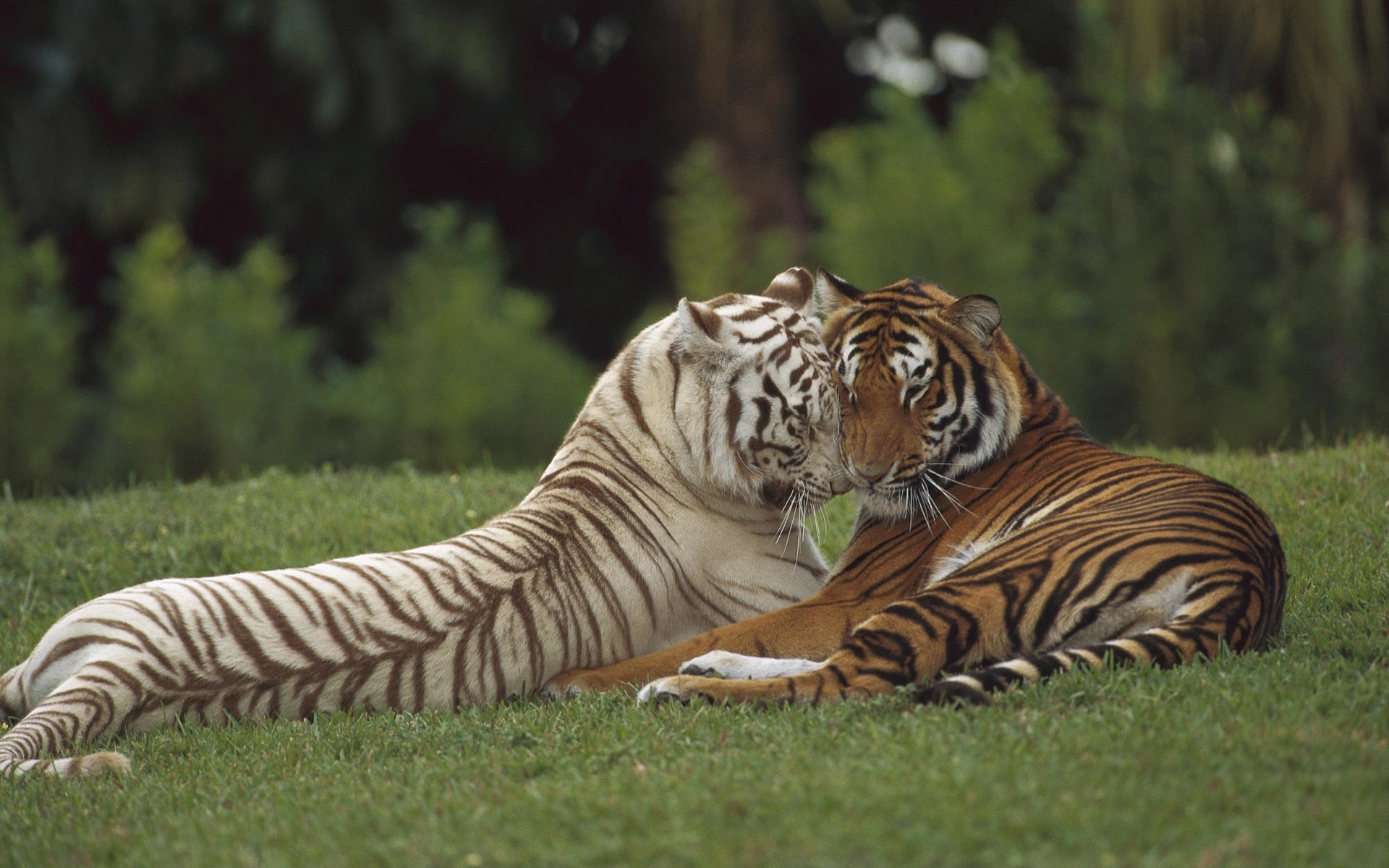 Two Tigers for 1920 x 1200 widescreen resolution