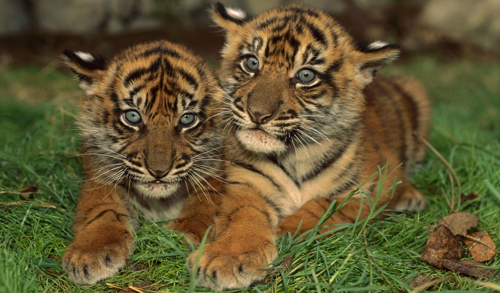 Two Young Tigers for 1024 x 600 widescreen resolution