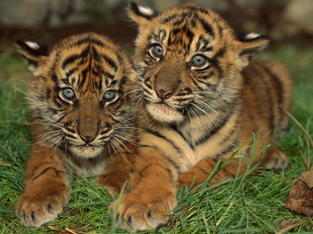 Two Young Tigers for 1024 x 768 resolution