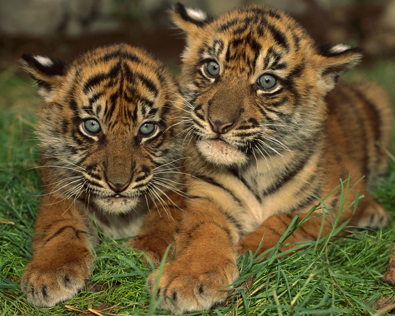 Two Young Tigers for 1280 x 1024 resolution