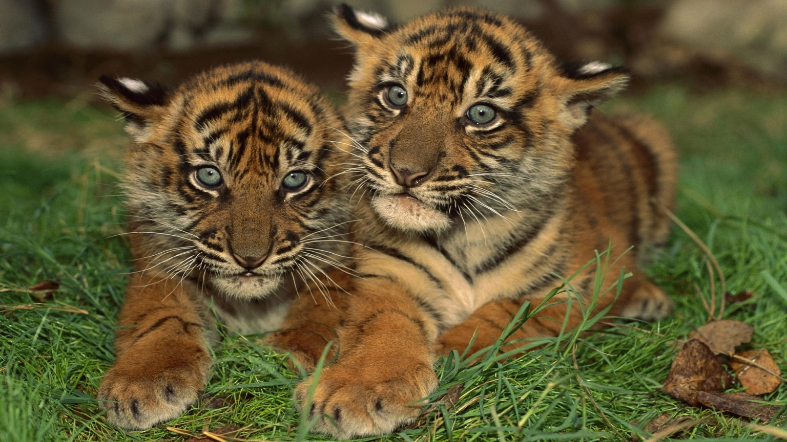 Two Young Tigers for 1536 x 864 HDTV resolution