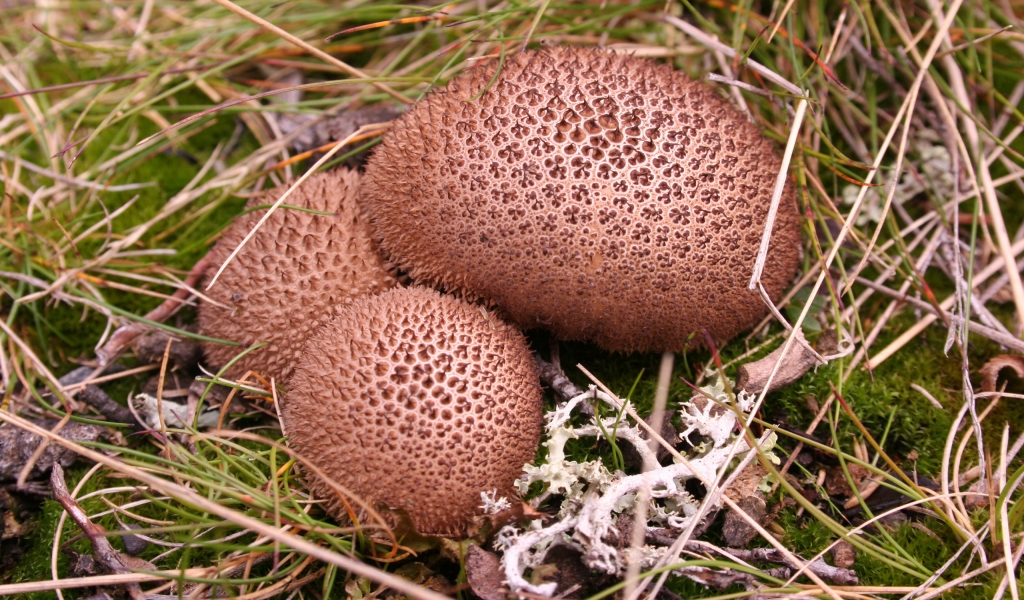 Umber brown puffball for 1024 x 600 widescreen resolution