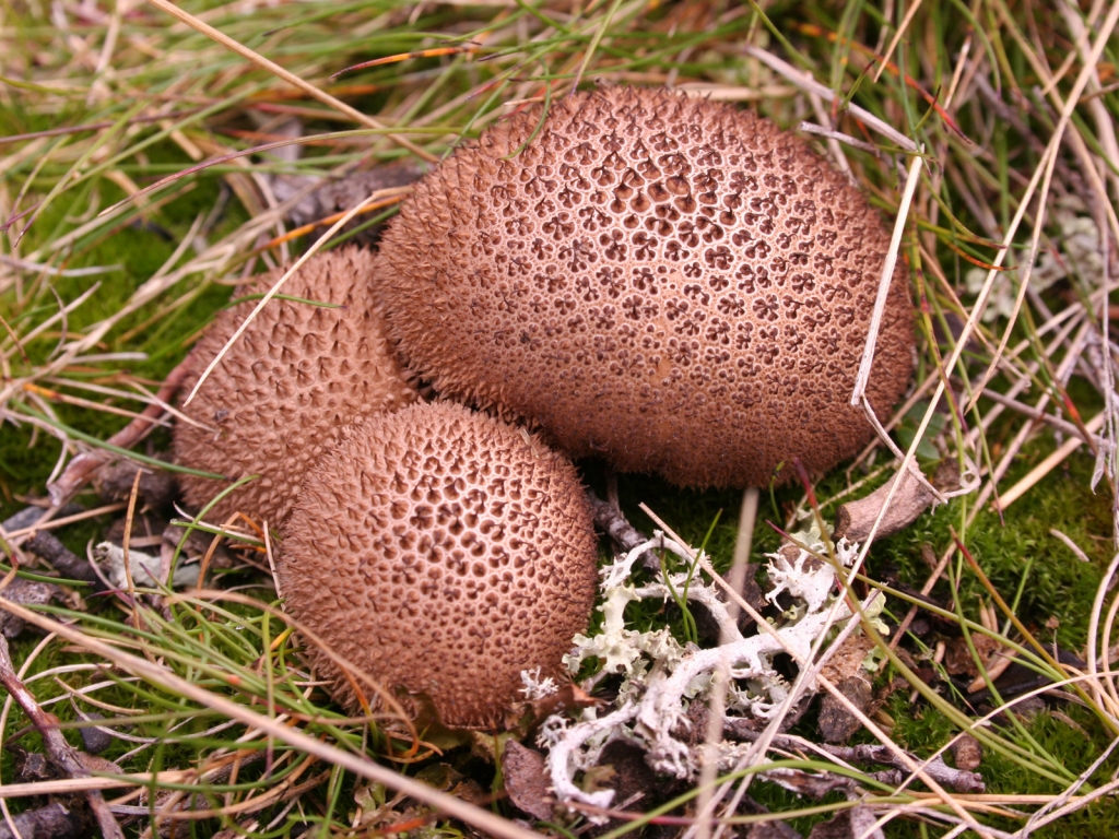 Umber brown puffball for 1024 x 768 resolution