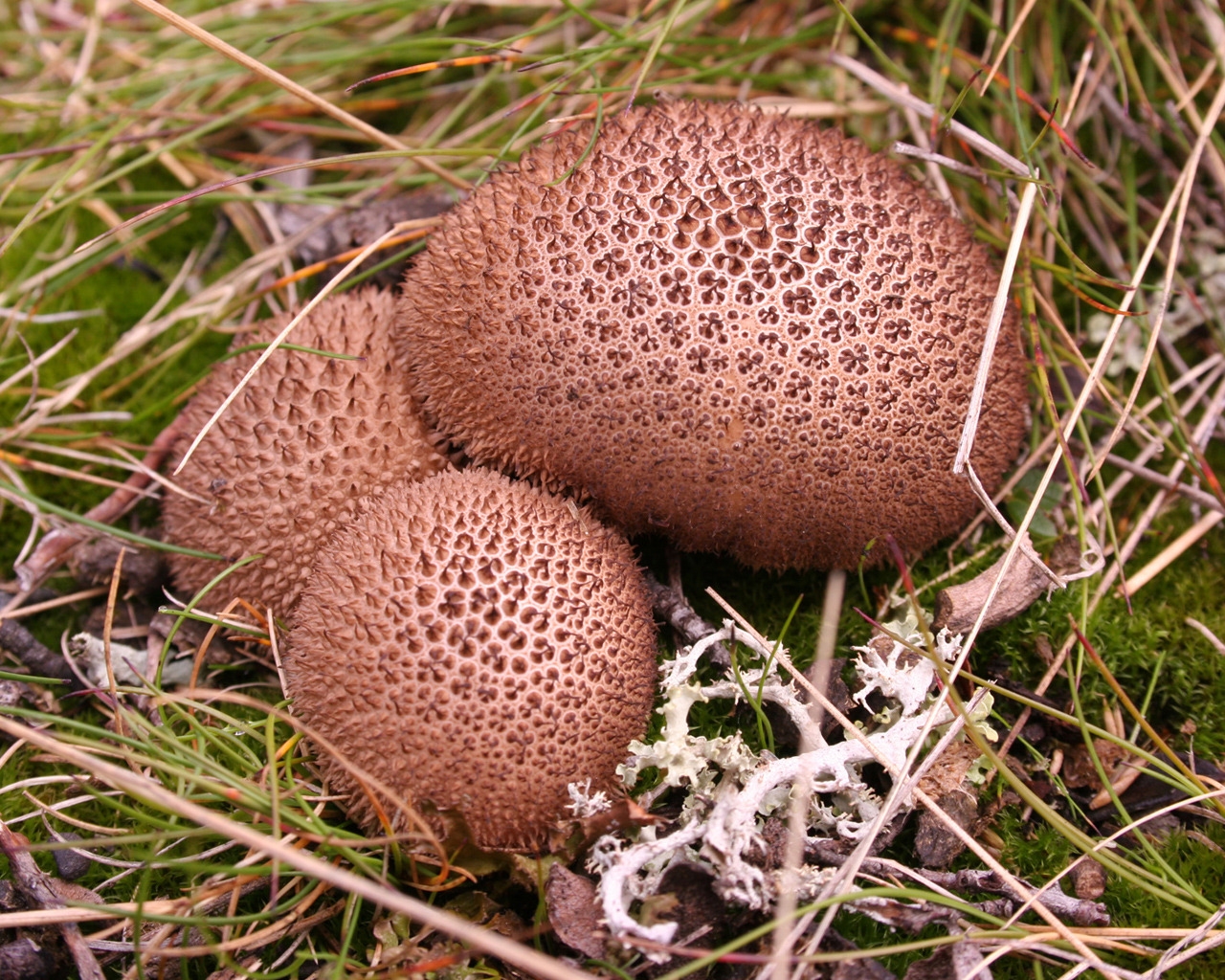 Umber brown puffball for 1280 x 1024 resolution