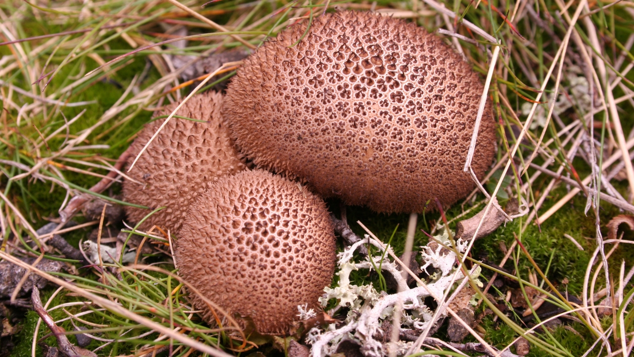 Umber brown puffball for 1280 x 720 HDTV 720p resolution