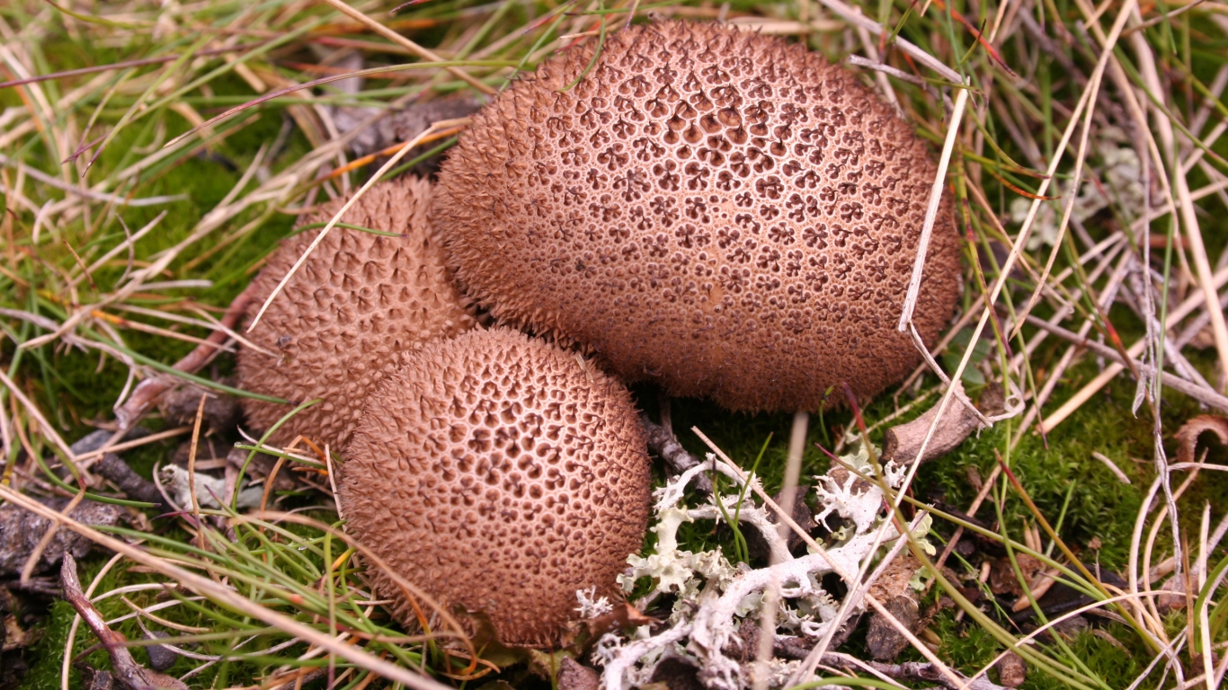 Umber brown puffball for 1366 x 768 HDTV resolution