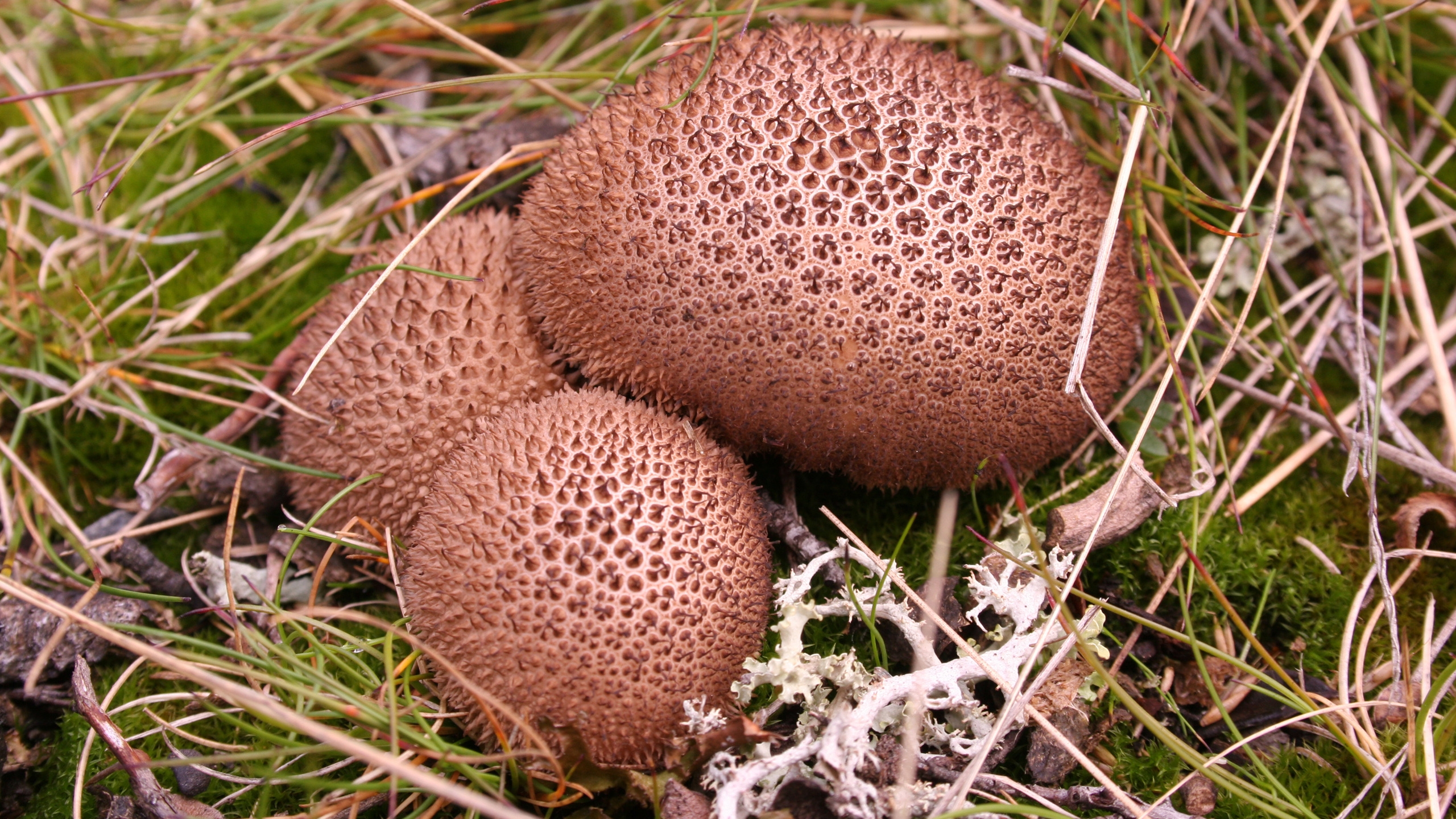 Umber brown puffball for 2560x1440 HDTV resolution