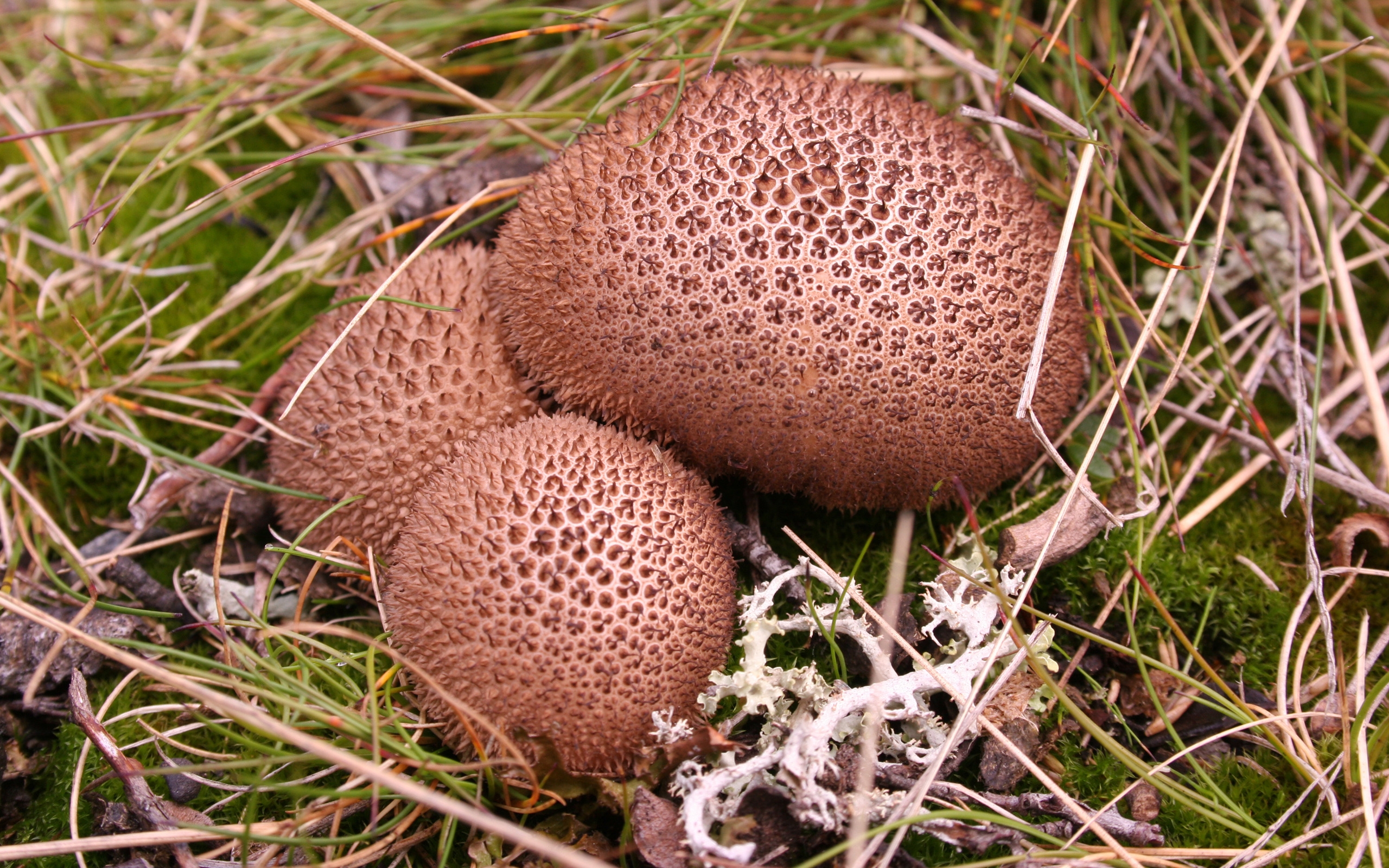 Umber brown puffball for 2560 x 1600 widescreen resolution