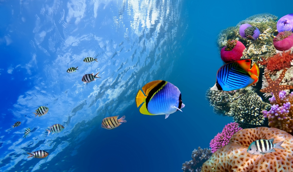 Underwater Coral Scene for 1024 x 600 widescreen resolution