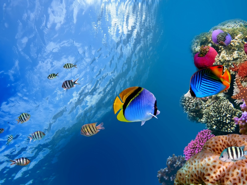 Underwater Coral Scene for 1024 x 768 resolution