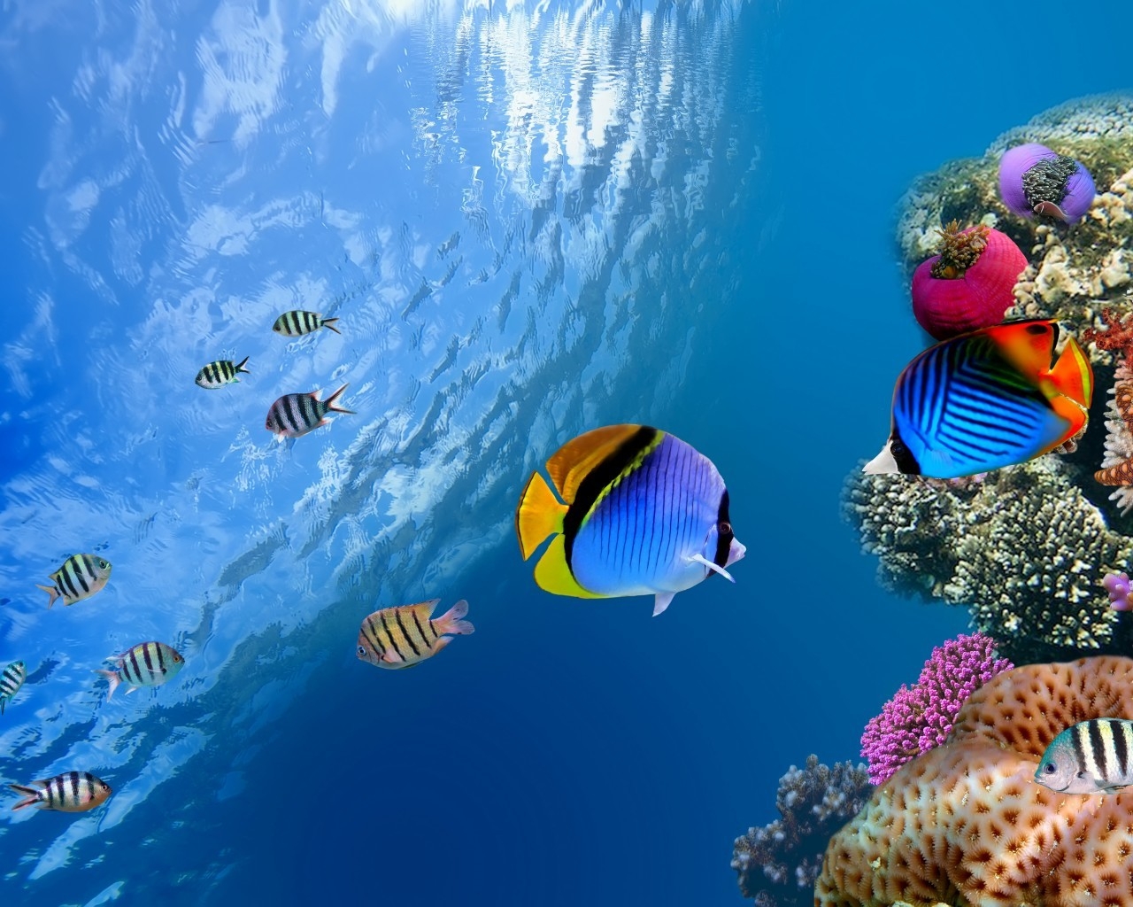 Underwater Coral Scene for 1280 x 1024 resolution