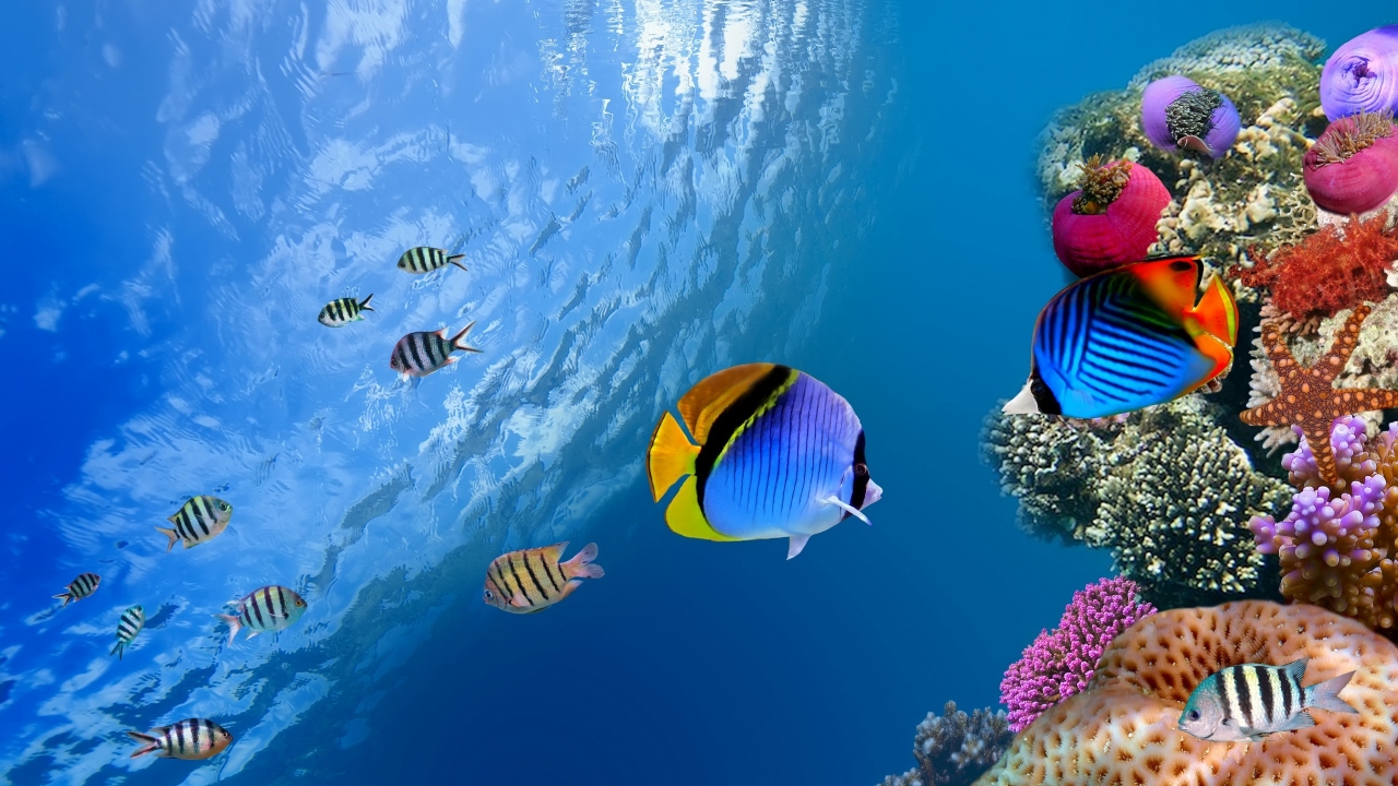 Underwater Coral Scene for 1280 x 720 HDTV 720p resolution