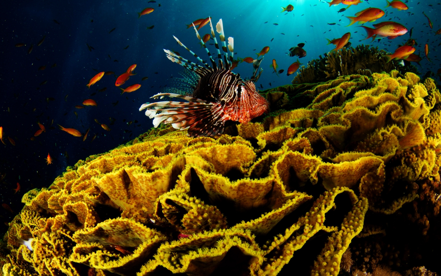 Underwater World Activity for 1440 x 900 widescreen resolution