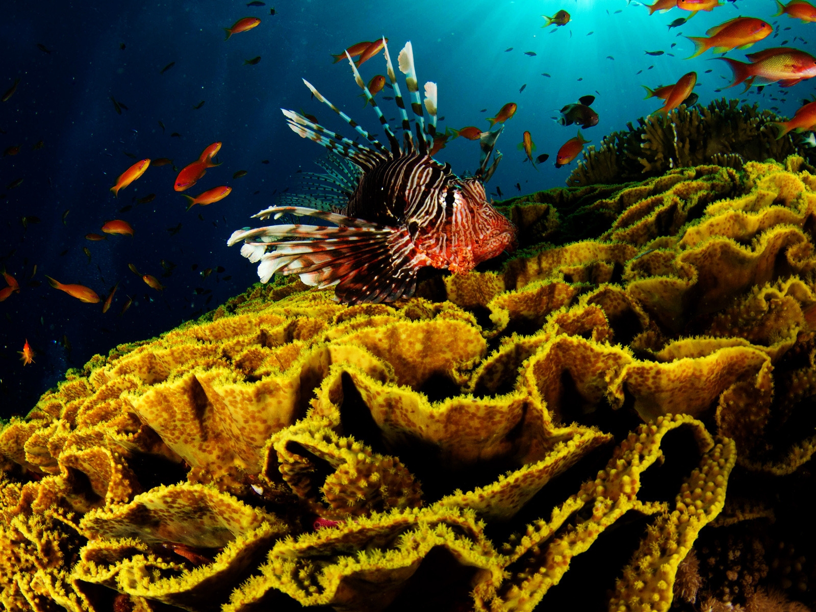 Underwater World Activity for 1600 x 1200 resolution