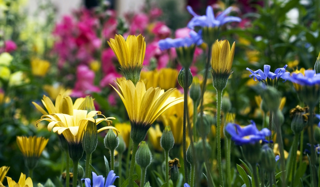 Vail Flowers for 1024 x 600 widescreen resolution