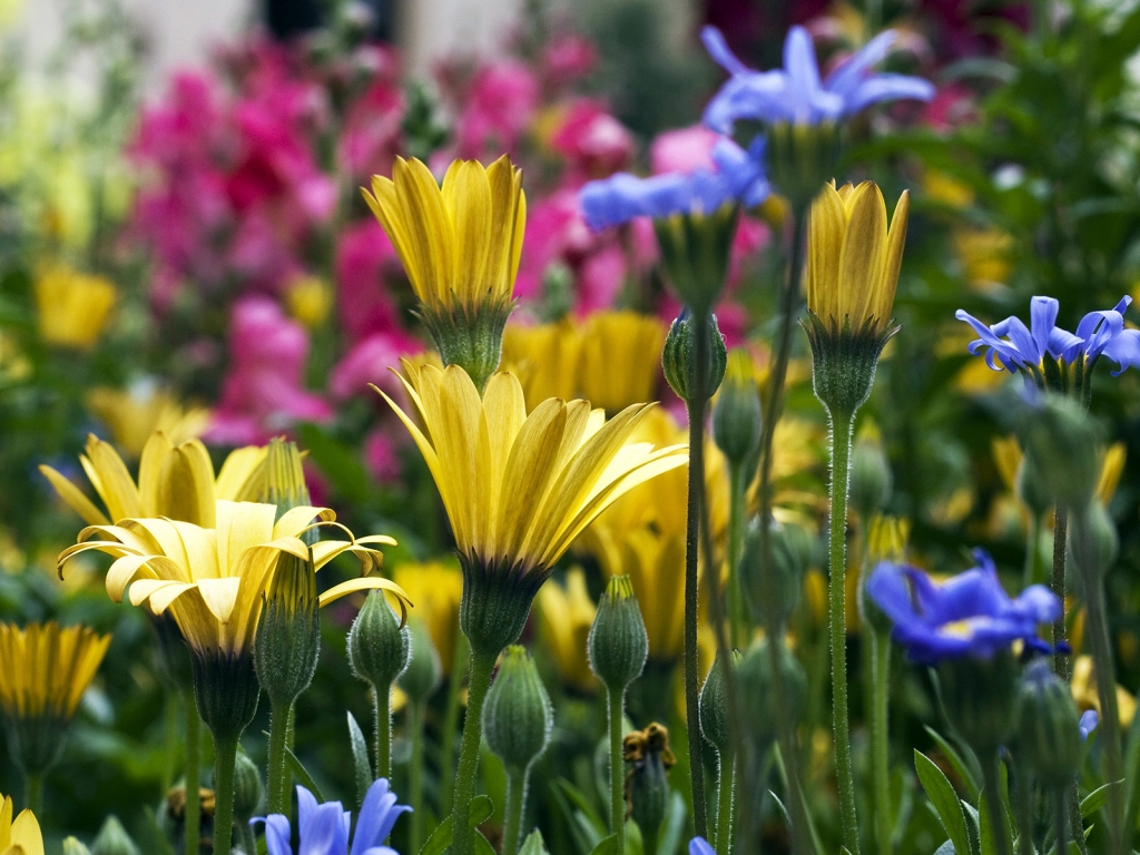 Vail Flowers for 1024 x 768 resolution