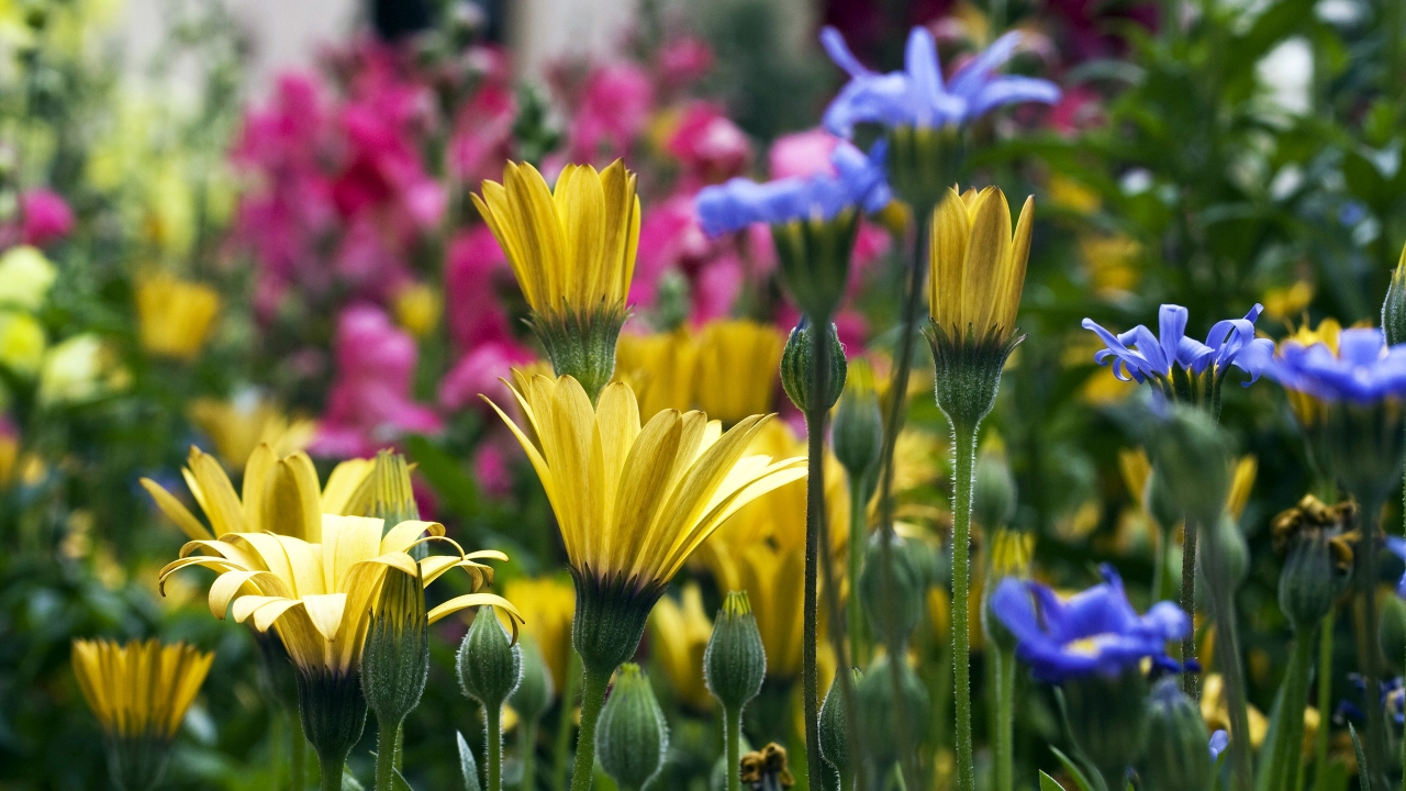 Vail Flowers for 1280 x 720 HDTV 720p resolution