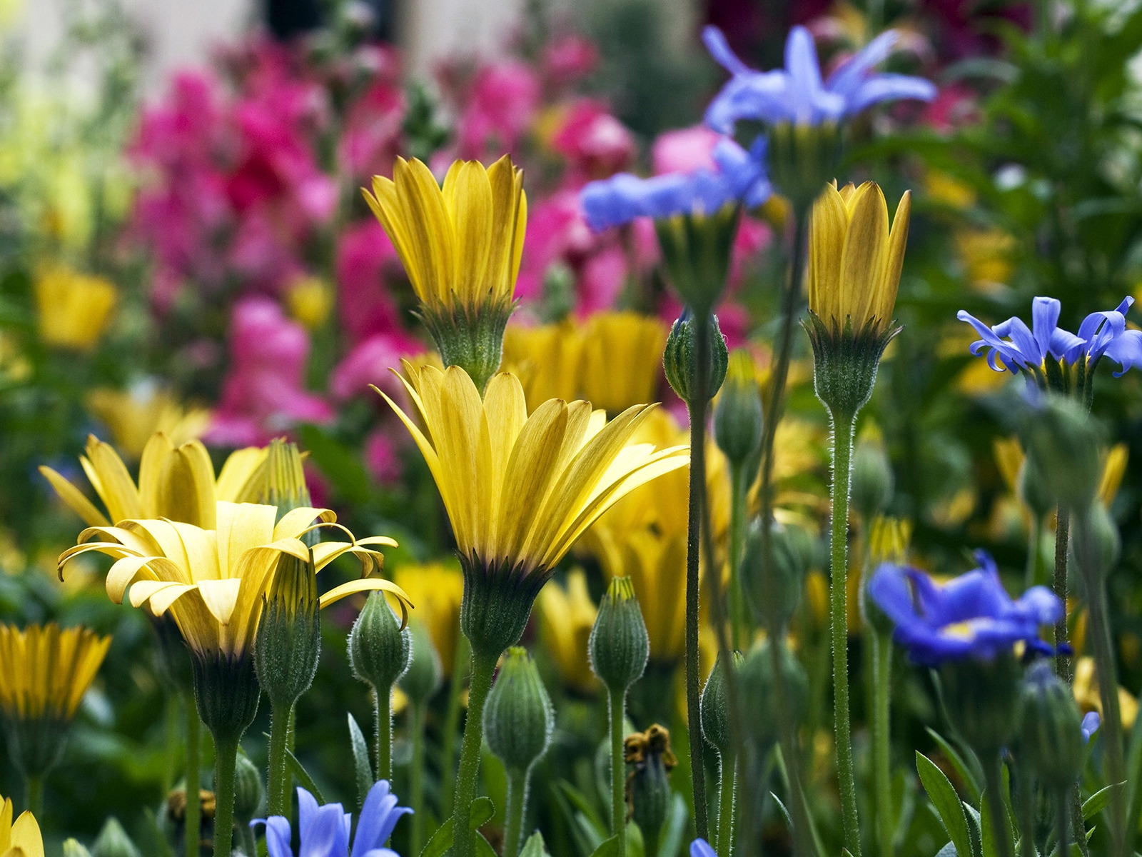 Vail Flowers for 1600 x 1200 resolution