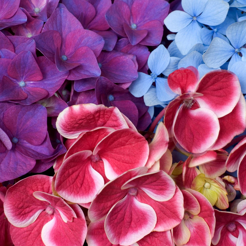 Varied hydrangeas for 1024 x 1024 iPad resolution