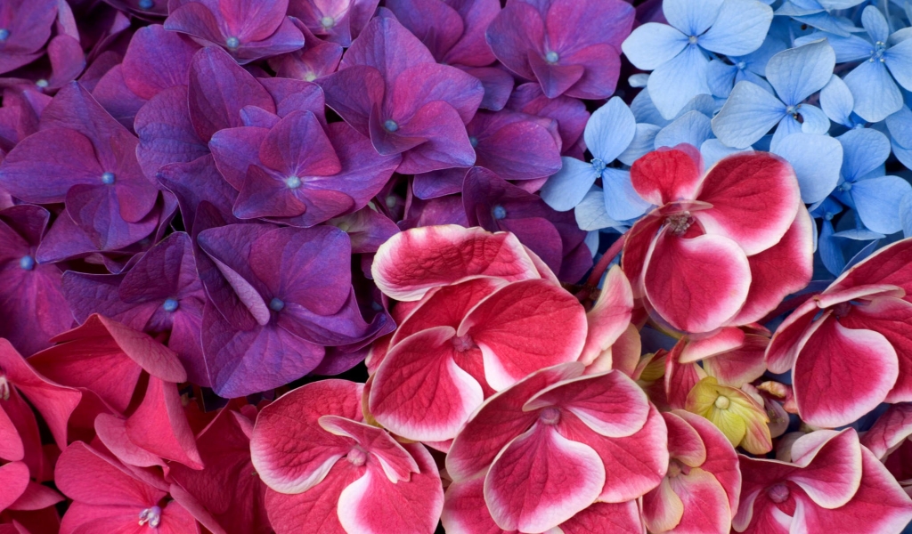 Varied hydrangeas for 1024 x 600 widescreen resolution