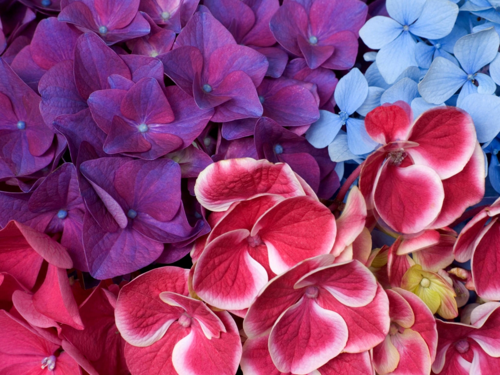 Varied hydrangeas for 1024 x 768 resolution