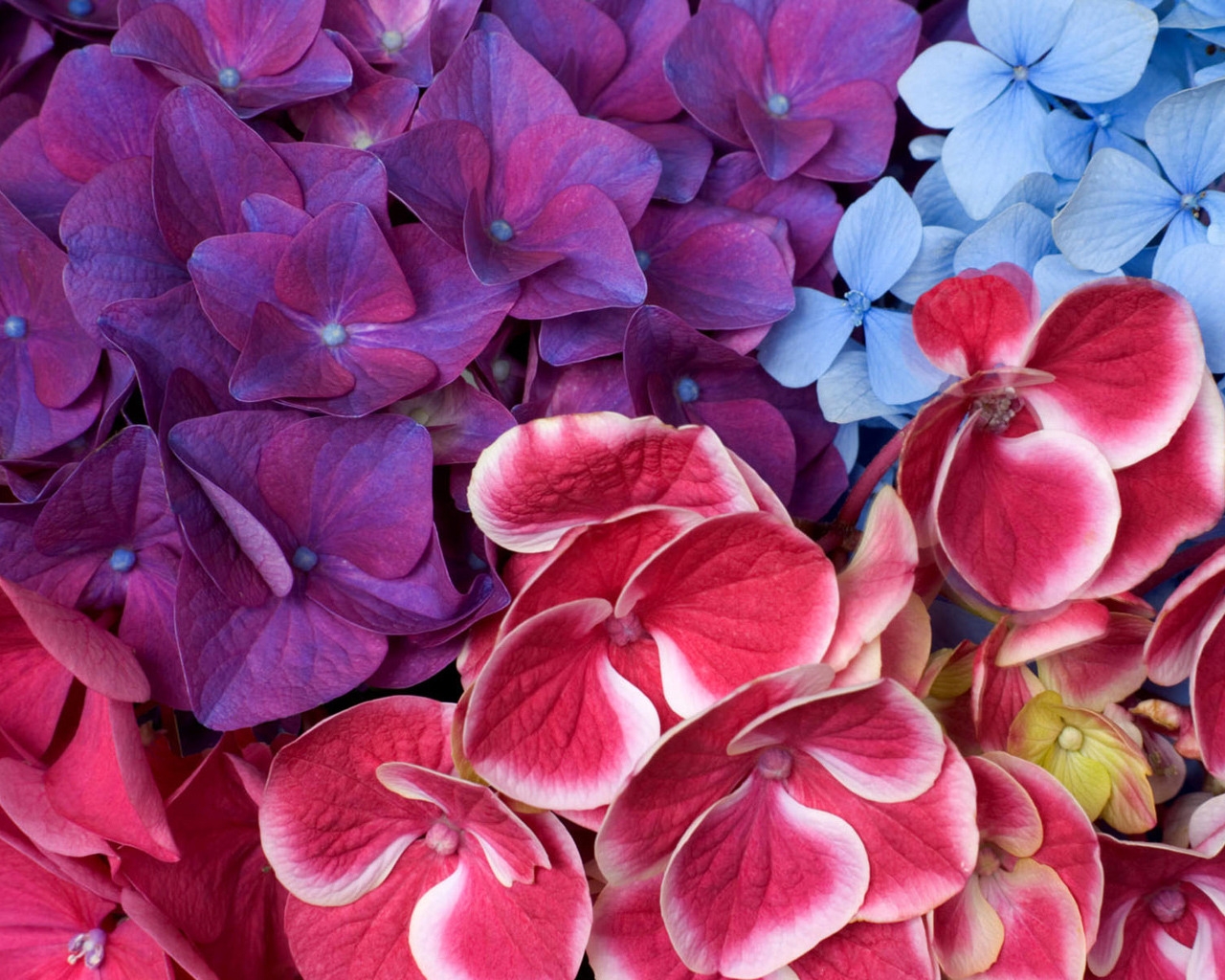 Varied hydrangeas for 1280 x 1024 resolution