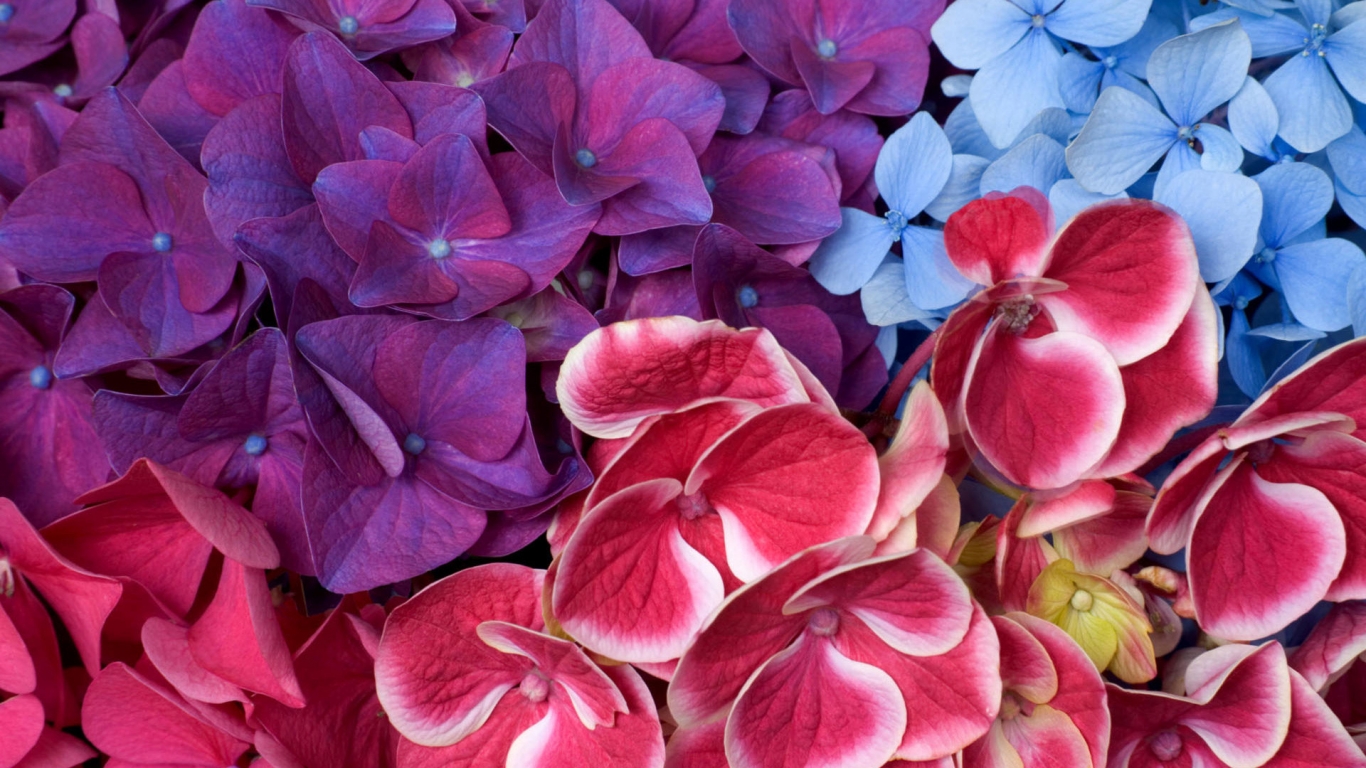 Varied hydrangeas for 1366 x 768 HDTV resolution