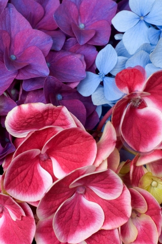 Varied hydrangeas for 320 x 480 iPhone resolution