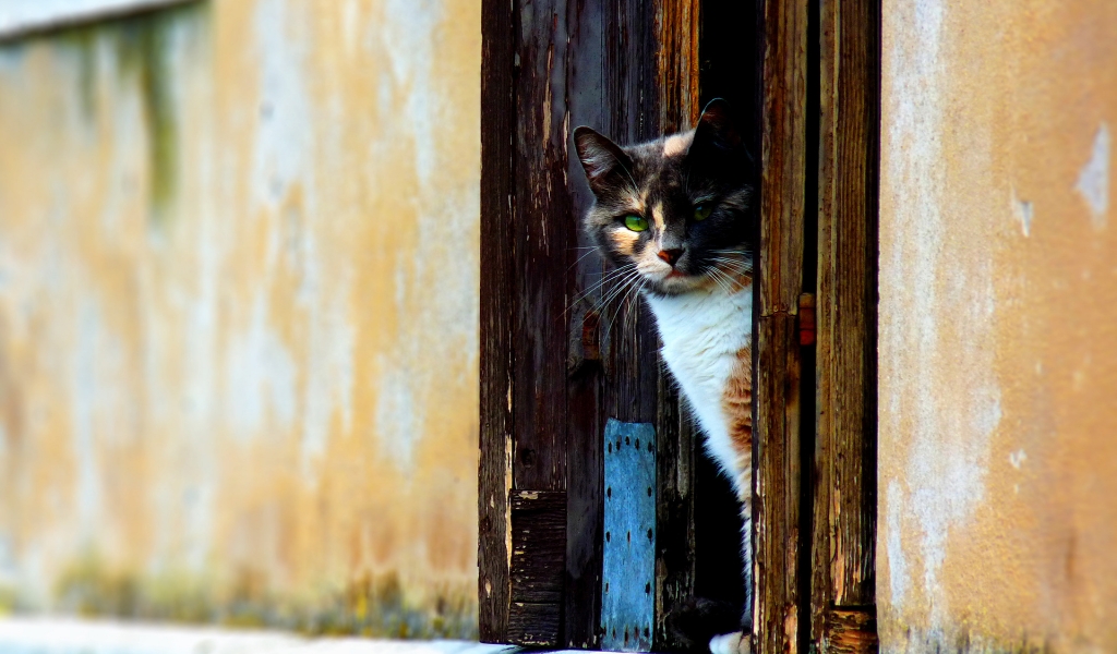 Venetian Cat for 1024 x 600 widescreen resolution