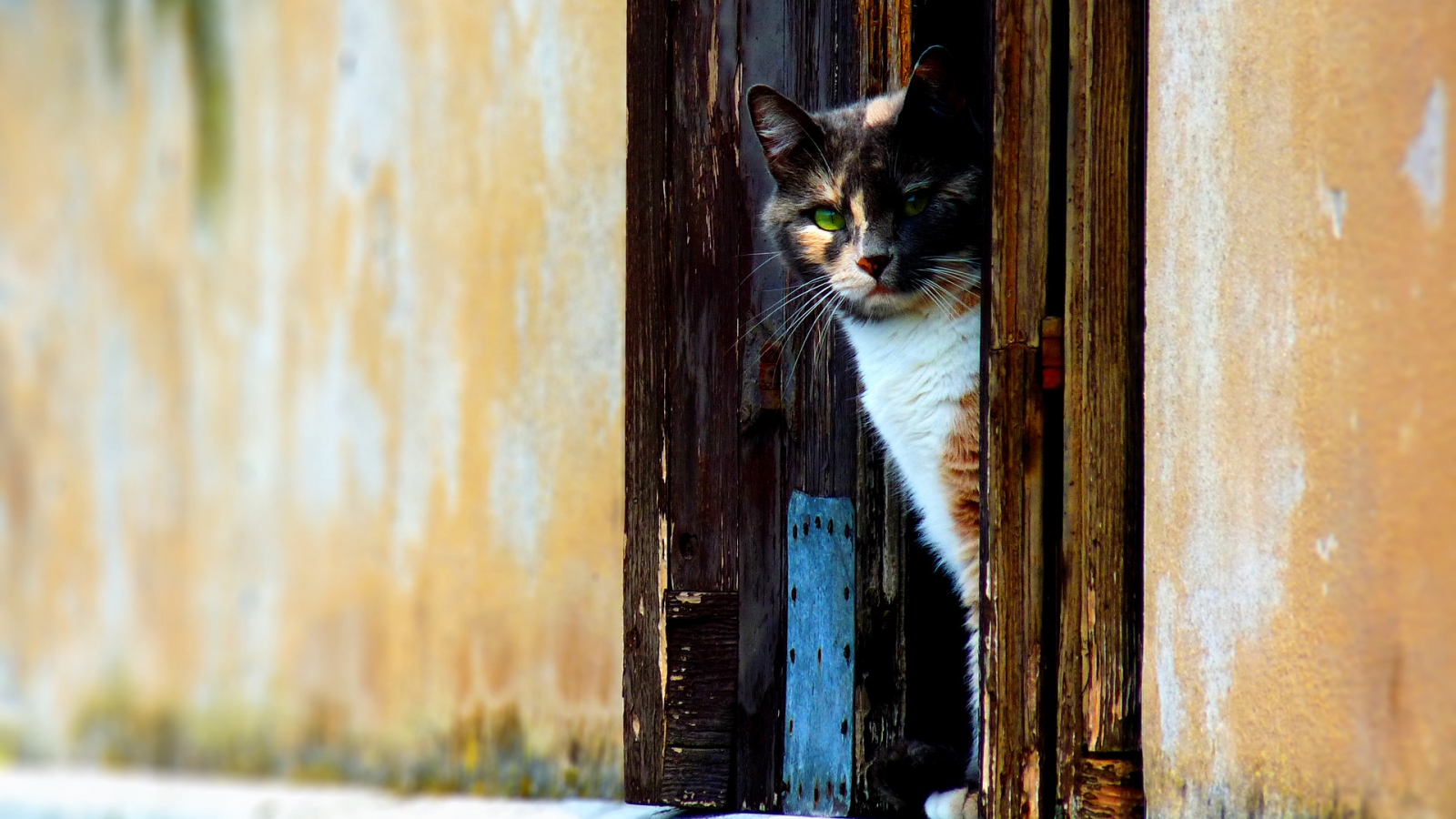 Venetian Cat for 1600 x 900 HDTV resolution