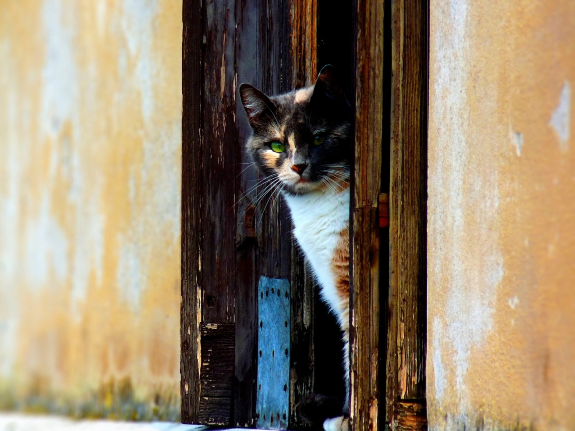 Venezian Cat for 1152 x 864 resolution
