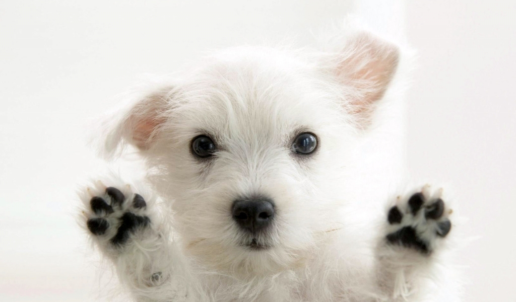 Very cute Dog for 1024 x 600 widescreen resolution