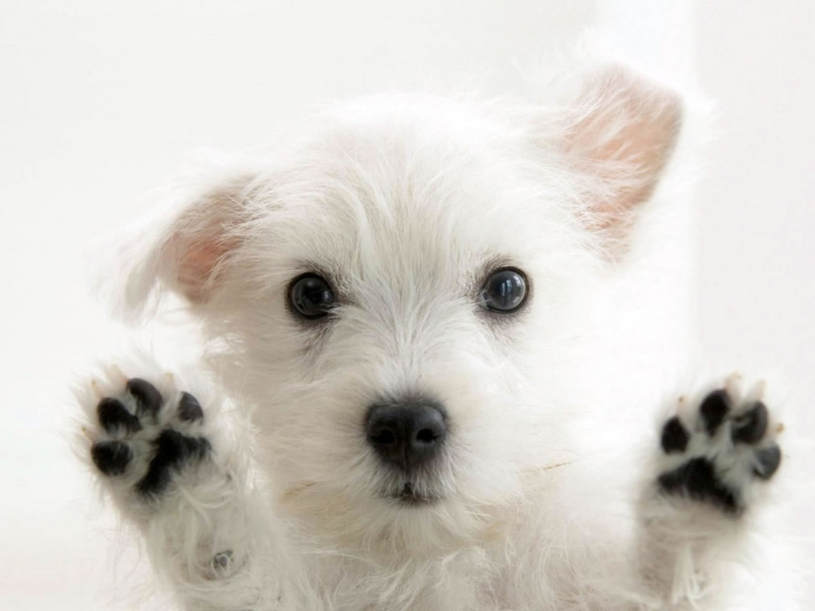 Very cute Dog for 1152 x 864 resolution