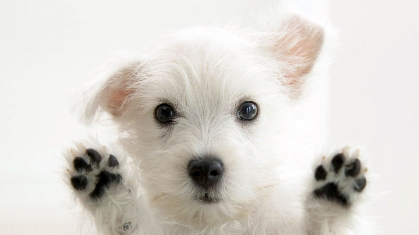 Very cute Dog for 1366 x 768 HDTV resolution
