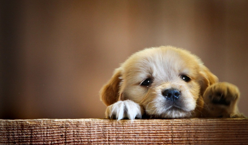 Very Cute Little Puppy for 1024 x 600 widescreen resolution