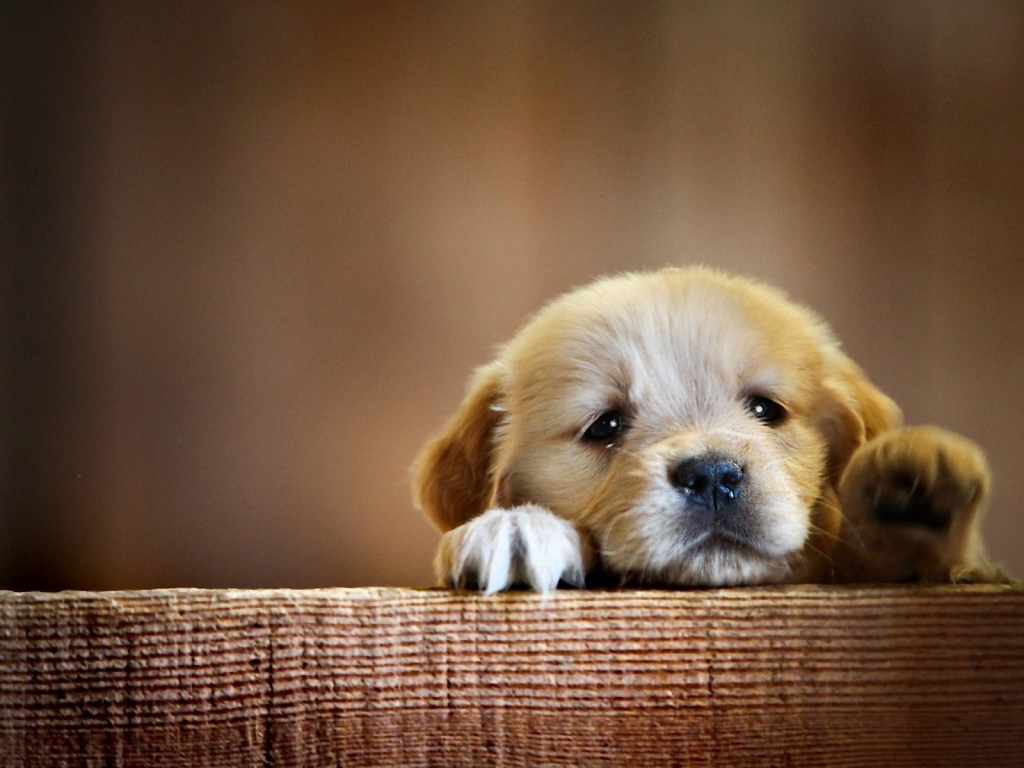 Very Cute Little Puppy for 1024 x 768 resolution