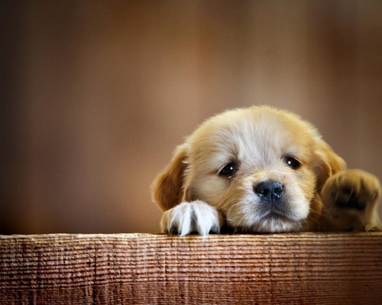 Very Cute Little Puppy for 1280 x 1024 resolution