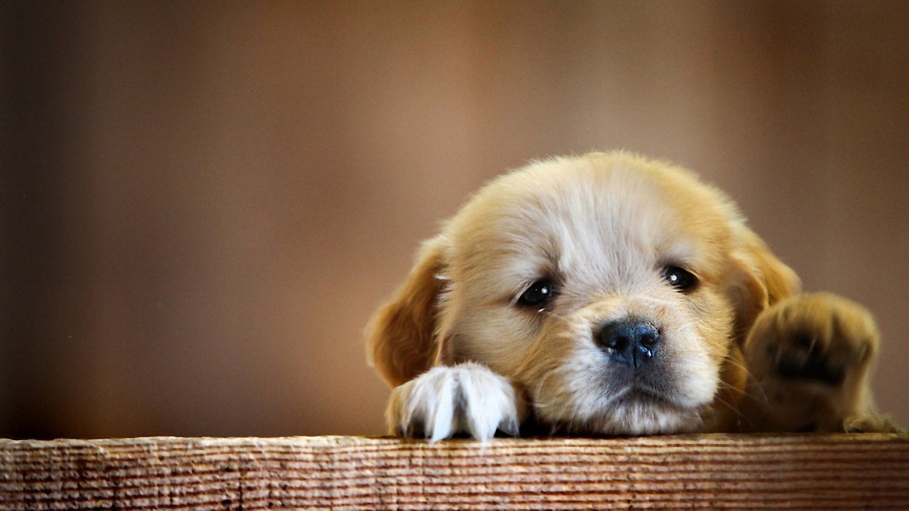 Very Cute Little Puppy for 1280 x 720 HDTV 720p resolution