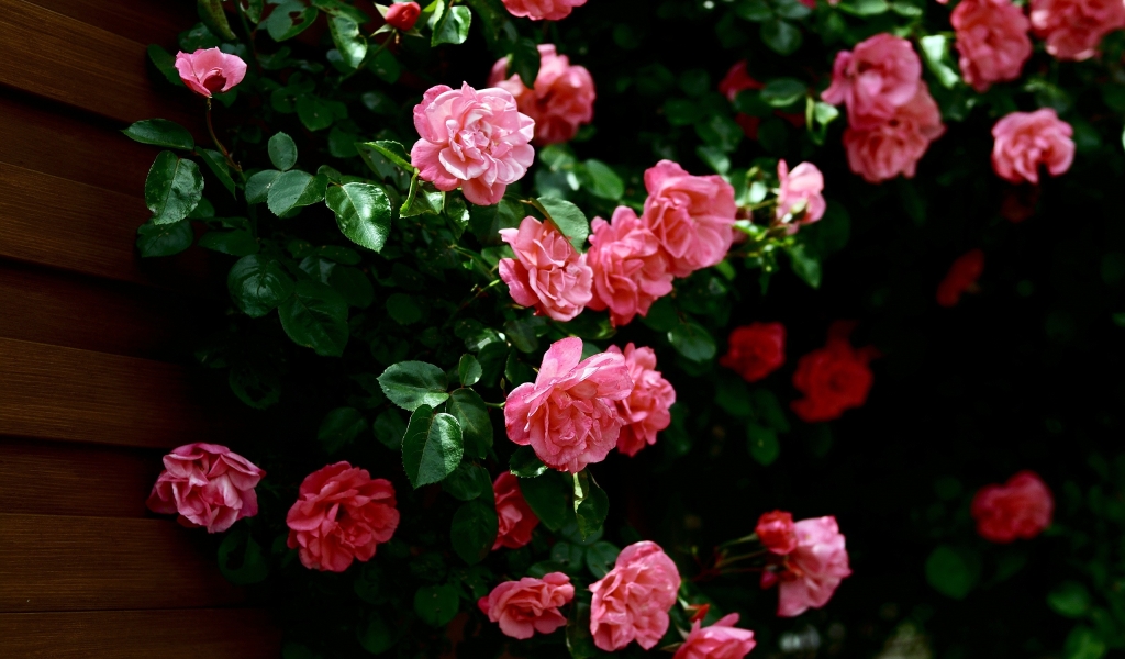 Very Nice Roses for 1024 x 600 widescreen resolution