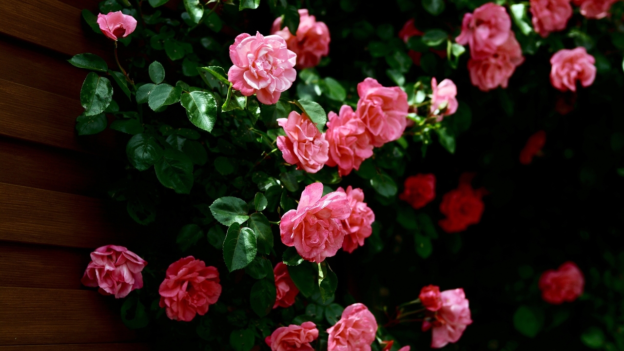 Very Nice Roses for 1280 x 720 HDTV 720p resolution