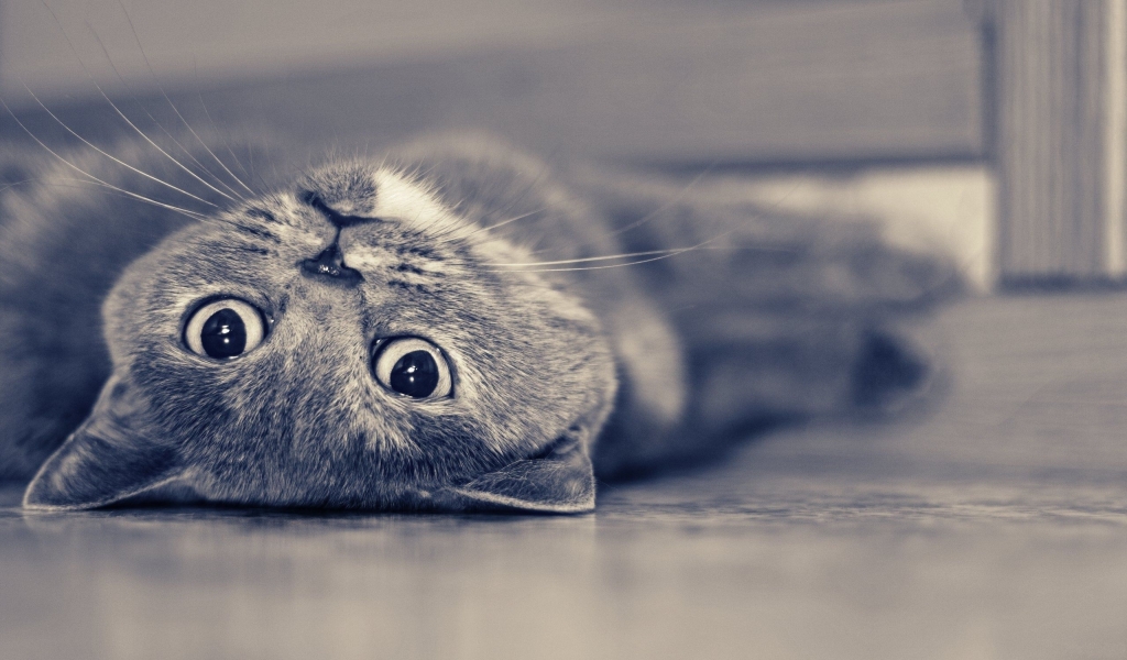 Vintage Cute Cat for 1024 x 600 widescreen resolution