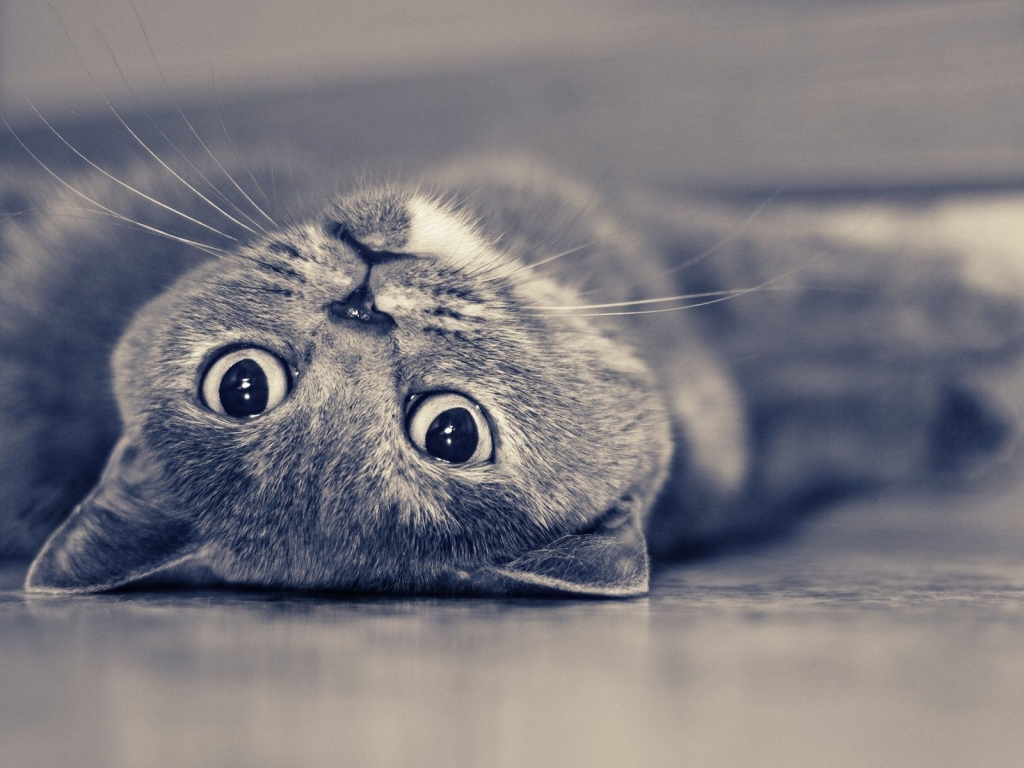 Vintage Cute Cat for 1024 x 768 resolution