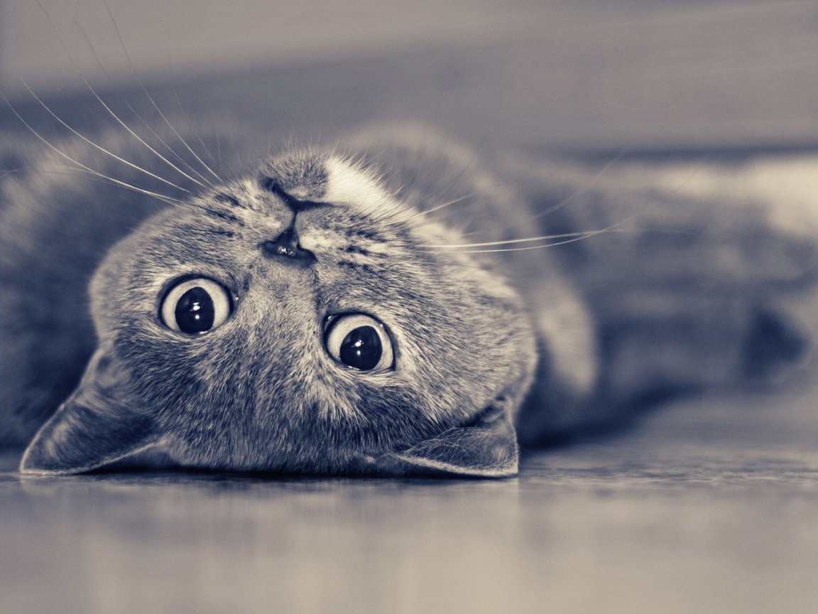 Vintage Cute Cat for 1152 x 864 resolution
