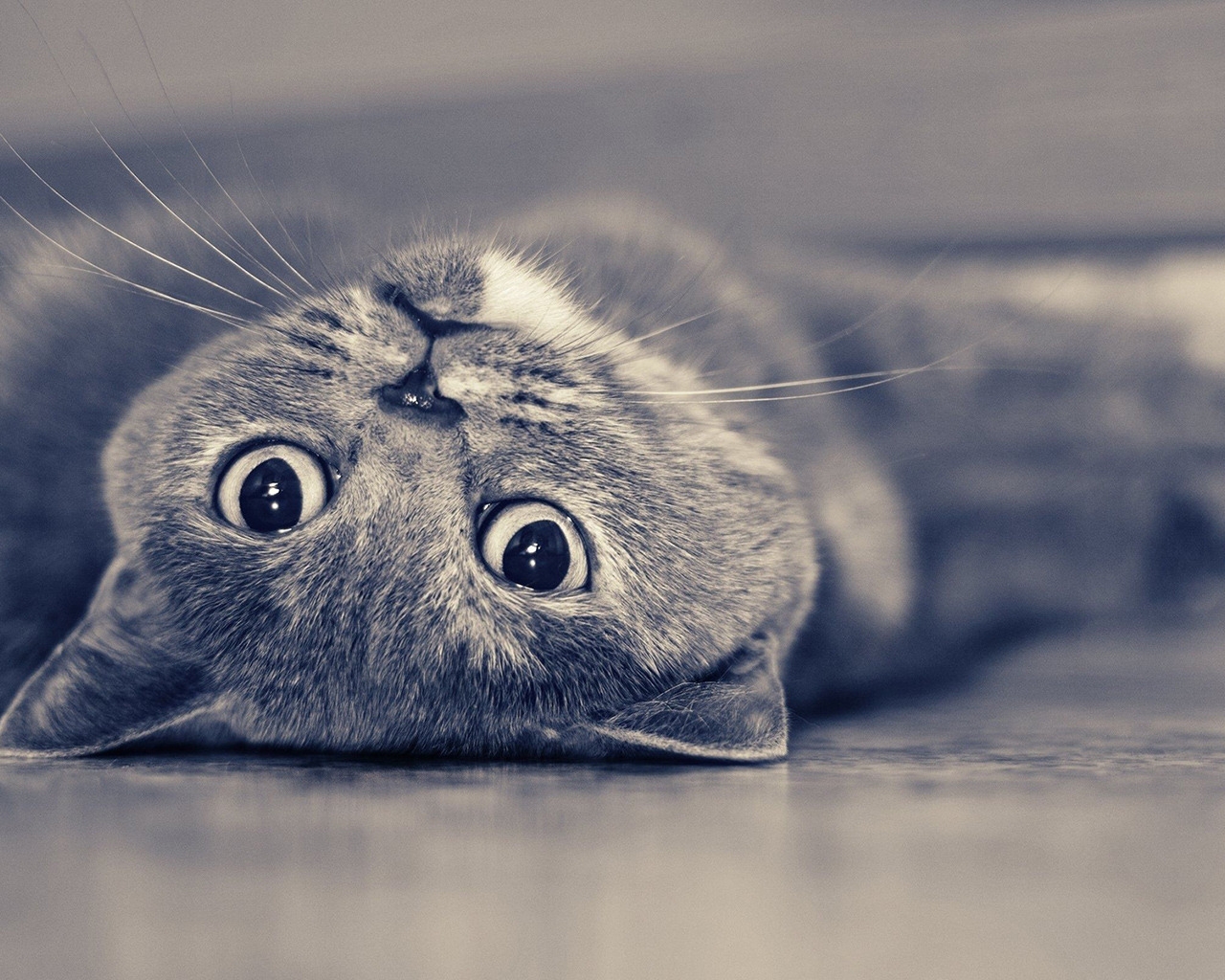 Vintage Cute Cat for 1280 x 1024 resolution